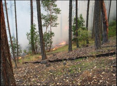 Fire behavior in a small area that was thinned: Fire burns low and on the ground