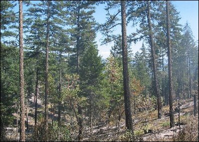 Trees in thinned forest survive fires unharmed and renewed