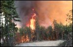 Fire behavior in unthinned forests: Fires burn at high temperatures and reaches tops of trees 
