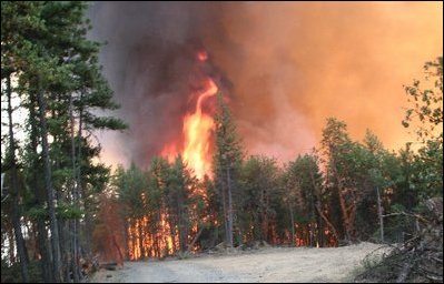 Fire behavior in unthinned forests: Fires burn at high temperatures and reaches tops of trees