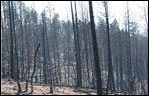 These severe fires destroy forests, killing trees, sterilizing soils and accelerating erosion 