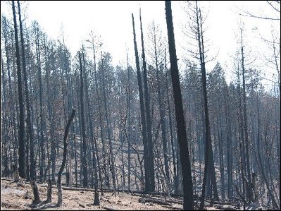 These severe fires destroy forests, killing trees, sterilizing soils and accelerating erosion