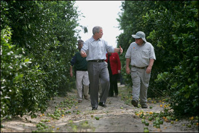 President Bush walks with Pat McKenna through a hurricane-battered orange grove in Lake Wales, Fla., Sept. 29, 2004. Located in the heart of Florida's citrus country, almost half of the McKenna brothers' orange grove was destroyed by the hurricanes.