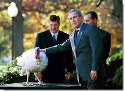 President George W. Bush pardons the Thanksgiving turkey during a Rose Garden ceremony Monday, Nov. 24, 2003. "I appreciate you joining me to give this turkey a presidential pardon," said the President in his remarks. "Stars is a very special bird with a very special name. This year, for the first time, thousands of people voted on the White House website to name the national turkey, and the alternate turkey. Stars and Stripes beat out Pumpkin and Cranberry. And it was a neck-to-neck race."  White House photo by Paul Morse