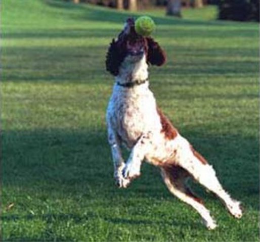 Spotty makes a great catch on the White House lawn. White House photo by Eric Draper.