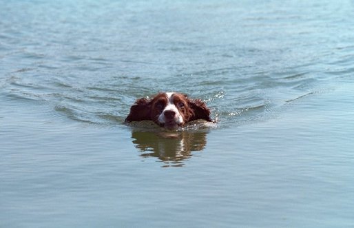 Spot goes for a swim at the Bush Ranch in Crawford, Texas, April 15, 2001. White House photo by Eric Draper.