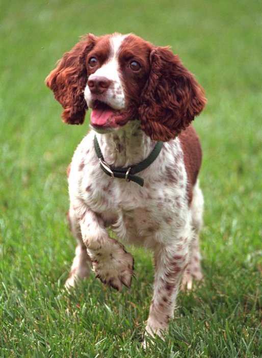 cocker spaniels facts
