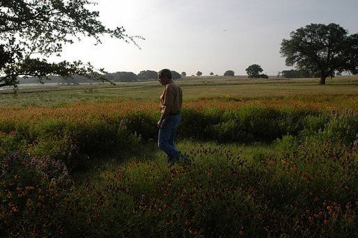 President Bush takes a walk among wild flowers at his Ranch in Crawford, Texas, May 23, 2003. The President and Mrs. Bush are replacing planted grass and landscaping by re-introducing the natural local fauna. “.we're right now cultivating 50 acres of little blue stem which was the original prairie grass that would have been there,” said Laura Bush of their efforts during the 2004 Spring White House Garden Tour preview. White House photo by Eric Draper.