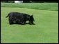 Barney, the President's Scottish Terrier, looks for his golf ball on Tuesday afternoon on the South Lawn of the White House. May 4, 2004
