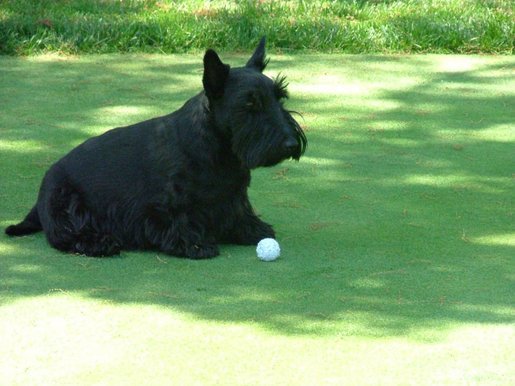 Barney, the President's Scottish Terrier, plays with his golf ball on Tuesday afternoon on the South Lawn. May 4, 2004