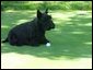 Barney, the President's Scottish Terrier, plays with his golf ball on Tuesday afternoon on the South Lawn. May 4, 2004