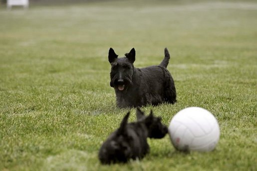 Barney keeps a close watch as Miss Beazley checks out his soccer ball. White House photo by Eric Draper.