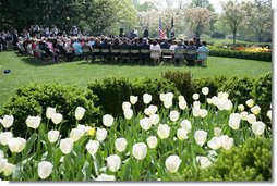 The tulips are in full bloom in the Rose Garden at the White House Wednesday, April 20, 2005, as the President and First Lady welcome the 2005 National and State Teachers of the Year. White House photo by Eric Draper