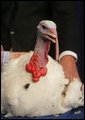 The National Thanksgiving Turkey, "Marshmallow", is seen Tuesday, November 22, 2005, at the official pardoning of the turkey by President George W. Bush, at the Eisenhower Executive Office Building in Washington. White House photo by David Bohrer