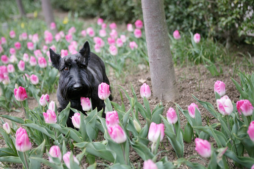 A sure sign of spring, Barney checks out the Laura Bush tulips in the First Ladies' Garden, Tuesday, March 21, 2006 at the White House. White House photo by Shealah Craighead