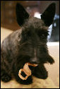 Miss Beazley takes a chew treat snack break, March 23, 2006 at the White House. White House photo by Kimberlee Hewitt