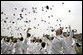 Graduates celebrate during their graduation ceremony at the United States Merchant Marine Academy at Kings Point, New York, Monday, June 19, 2006. White House photo by Kimberlee Hewitt