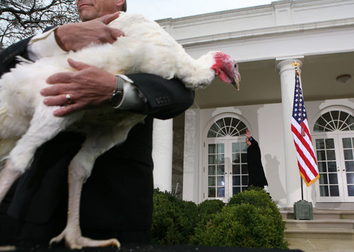 President George W. Bush waves farewell to invited guests as a grateful “Flyer” the turkey watches Wednesday, Nov. 22, 2006 from the White House Rose Garden, following the President’s pardoning of the turkey before the Thanksgiving holiday. White House photo by Paul Morse
