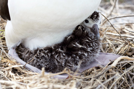 An albatross chick makes its home at Midway Atoll. The island is visited by almost two million birds every year. President Bush designated the Northwest Hawaiian Islands as a national monument June 15, 2006, and is the single largest conservation area created in U.S. history and is the largest protected marine area in the world. White House photo by Shealah Craighead