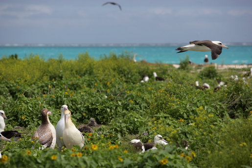 Mrs. Laura Bush toured Midway Atoll and viewed many albatross birds on the Northwest Hawaiian Islands National Monument, Thursday March 1, 2007. The short-tailed albatross facing the camera is a long-time resident of the island and standing with two decoy birds. "He's been here about five years," said Mrs. Bush of the lonely bird. "He's 20 years old. They know because he was banded in Japan on the island where he was. Of course, they are hoping to attract some young short-tailed albatross. That's why the decoys are here also, so there will be a mating pair here." President Bush designated the Northwest Hawaiian Islands National Monument on June 15, 2006, and is the single largest conservation area in U.S. history and the largest protected marine area in the world. White House photo by Shealah Craighead