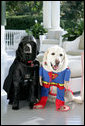 Vice President Dick Cheney's Labrador retrievers Jackson, left, and Dave, right, prepare for Halloween, Tuesday, Oct. 30, 2007, as they sit for a photograph at the Vice President's Residence at the Naval Observatory in Washington, D.C. Jackson is dressed as Darth Vader, Dave is dressed as Superman. White House photo by David Bohrer