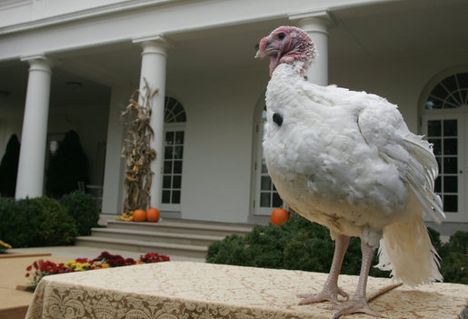 May, the 2007 National Thanksgiving Turkey, awaits the official pardoning Tuesday, Nov. 20, 2007, during festivities in the Rose Garden of the White House. White House photo by David Bohrer