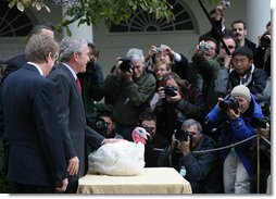 President George W. Bush stands over May, the 2007 National Thanksgiving Turkey, as the turkey becomes the center of focus for the White House media during the Pardoning of the National Thanksgiving Turkey Tuesday, Nov. 20, 2007, in the Rose Garden of the White House. White House photo by Joyce N. Boghosian