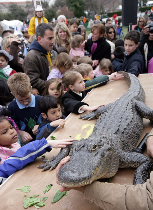 Kids reach out to touch an alligator at the White House Easter Egg Roll Monday, Mar. 24, 2008, on the South Lawn of the White House. White House photo by Chris Greenberg
