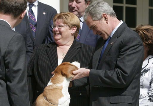 President George W. Bush meets Uno, the 2008 Westminster Kennel Club's Best in Show, during the beagle's visit Monday, May 5, 2008, in the Rose Garden of the White House. White House photo by Joyce N. Boghosian