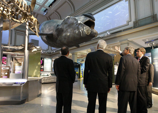 President George W. Bush views a North Atlantic whale model entitled 'Phoenix' in the new Sant Ocean Hall as he is escorted by Christian Samper, Director of the Smithsonian Museum of Natural History, right, Friday, Sept. 26, 2008, during his visit to the Smithsonian Museum of Natural History in Washington, D.C. President Bush is joined by Chief Justice of the Supreme Court John Roberts, far left, and Wayne Clough, Secretary of the Smithsonian Institution, left. White House photo by Eric Draper