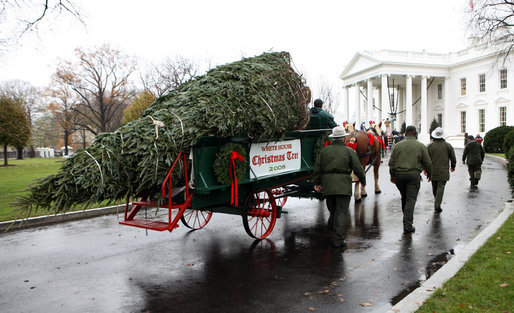 Sue Harman drives a horse-drawn carriage delivering the official White House Christmas tree Sunday, Nov. 30, 2008, to the North Portico of the White House. The Fraser Fir tree, from River Ridge Farms in Crumpler, N.C., will be on display in the Blue Room of the White House for the 2008 Christmas season. White House photo by Chris Greenberg