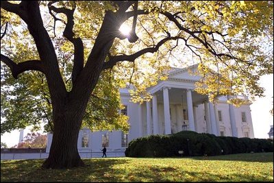 Gold leaves adorn the elm tree in front of the North Portico of the White House. English and American boxwoods flank the entrance. 