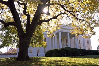 Gold leaves adorn the elm tree in front of the North Portico of the White House. English and American boxwoods flank the entrance.