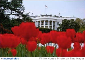 Tulips bloom around the fountain on the South Lawn of the White House April 15, 2003.