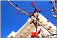 The berries on the White House Hawthorne trees come to life in the fall.