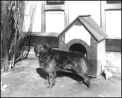 First Lady Caroline Harrison owned a pet collie named Dash, who had his own doghouse. For awhile, the Harrisons (1889-93) owned two opossums named Mr. Reciprocity and Mr. Protection. 