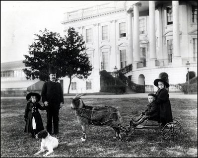 President Benjamin Harrison (1889-93) gave his grandchildren a pet goat named His Whiskers. One day, while pulling the president's grandchildren around in a cart, His Whiskers took off through the White House gates. President Harrison chased him in hot pursuit. 