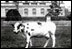 President William Howard Taft's cow, Pauline, poses in front of the Navy Building, which is known today as the Eisenhower Executive Office Building. Pauline was the last cow to live at the White House and provided milk for President Taft (1909-13). 