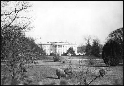 To cut groundskeeping costs during World War I, President Woodrow Wilson (1913-21) brought a flock of sheep to trim the White House grounds. Included in the flock was Old Ike, a tobacco-chewing ram. 