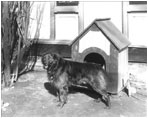 First Lady Caroline Harrison owned a pet collie named Dash, who had his own doghouse. For awhile, the Harrisons (1889-93) owned two opossums named Mr. Reciprocity and Mr. Protection. 