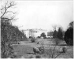 To cut costs during World War I, President Woodrow Wilson (1913-21) brought a flock of sheep to trim the White House grounds. Included in the flock was Old Ike, a tobacco-chewing ram. 