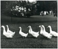 Caroline Kennedy's pet ducks waddle across the White House lawn. Caroline Kennedy's father was President John F. Kennedy (1961-63).