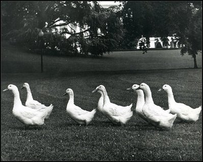 Caroline Kennedy's pet ducks waddle across the White House lawn. Caroline Kennedy's father was President John F. Kennedy (1961-63). 