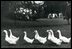 Caroline Kennedy's pet ducks waddle across the White House lawn. Caroline Kennedy's father was President John F. Kennedy (1961-63). 