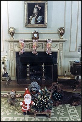 President Richard Nixon's dogs pose for a picture during the holidays. This canine trio included a French poodle named Vicky, a Yorkshire terrier named Pasha and an Irish setter named King Timahoe. Nixon was president from 1969 to 1974. 