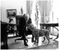 President Gerald Ford (1974-77) gives his golden retriever, Liberty, some attention in the Oval Office.