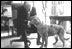 President Gerald Ford (1974-77) gives his golden retriever, Liberty, some attention in the Oval Office. 