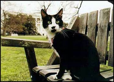 President Bill Clinton (1993-2001) owned two pets, a cat named Socks and a dog named Buddy.