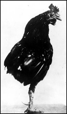 The Roosevelts once owned a one-legged rooster. 