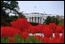 Tulips bloom around the fountain on the South Lawn of the White House April 15, 2003. 